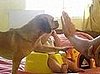 Puppy Steals Baby's Thunder