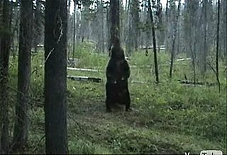 The Un-Bear-Able Grooviness of Being