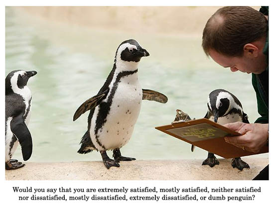 Cute Alert: Penguin Survey Cute Alert: Penguin Survey
