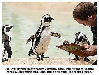 Cute Alert: Penguin Survey