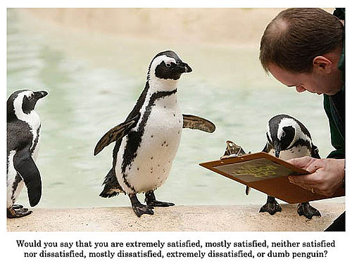 Cute Alert: Penguin Survey