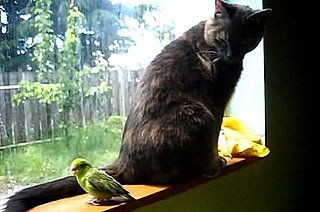 Real Live Tweety and Sylvester
