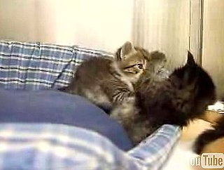 Happy Caturday!