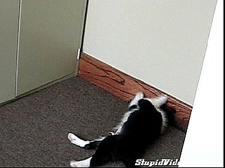 Puppy vs. Door Stop