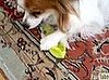 Dog Loves Lettuce