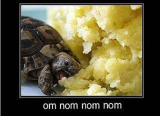 Cute Alert: Turtle Gets His Snack On