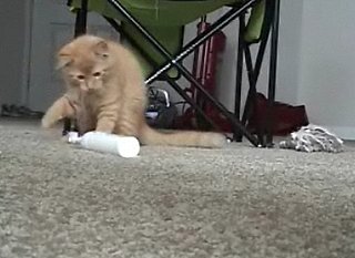 Cat Fights With Electronic Toothbrush