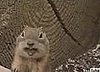 Now We Know What That Cute Little Chipmunk Was Giggling About!