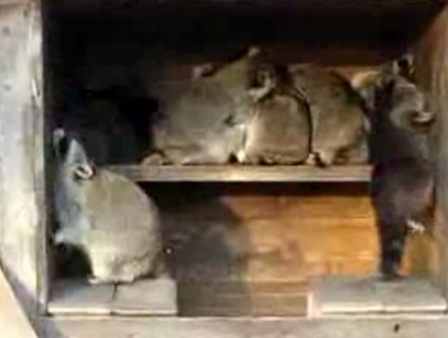 Raccoon House Party!