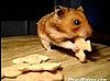 Hammie Time!