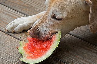 Watermelon-Eating Dog Provokes Stabbing