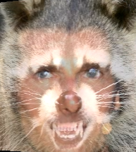 Guess Who Is Morphed With This Rabid Raccoon?