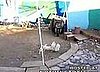 Chickens: Barnyard Police