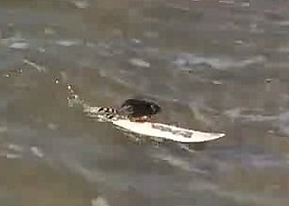 Surfing Rats