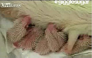 Cute Alert: One-Day-Old Albino Hedgehogs