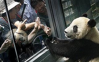 Pandas Fed Chicken Soup to Soothe Stress