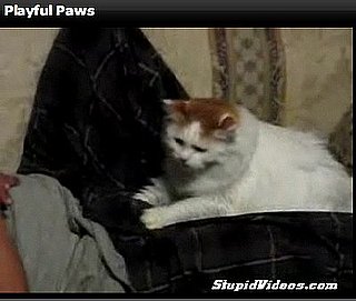 Cat Gives Sleeping Man a Provocative Massage