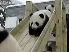 panda kindergarten