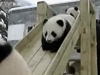 Baby Pandas Playing