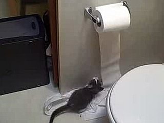 Kittens and Toilet Paper: Best Friends For Life