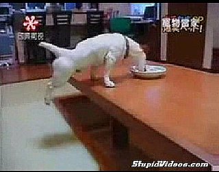 Dog Eats With Hind Legs Up in the Air