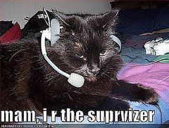 The Best of Talking Cats on GiggleSugar!