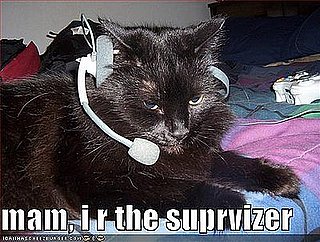 The Best of Talking Cats on GiggleSugar!