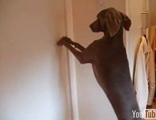 Weimaraner Tries to Open Door