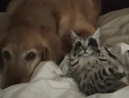 Kung Fu Kitteh