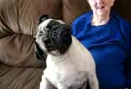 I'd Like to Extend an Invitation . . . to the Pug Party