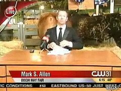 Reporter Attempts to Work in Front of Crapping Cows Reporter Attempts to Work in Front of Crapping Cows