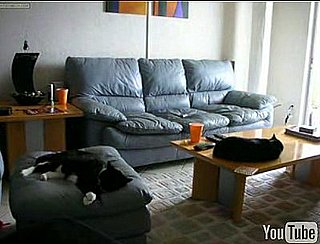 Happy Caturday!