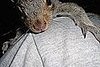 UC Davis Scientists Try Squirrel Birth Control Out to Prevent Overpopulation