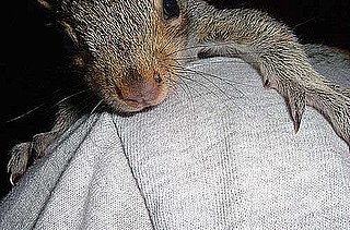 UC Davis Scientists Try Squirrel Birth Control Out to Prevent Overpopulation