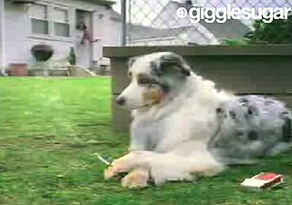 Smoking Dog Video