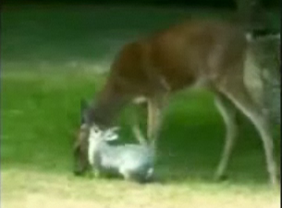 Bambi + Thumper + Cheesy Music = Awesome