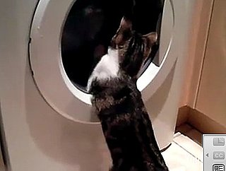 Happy Caturday!