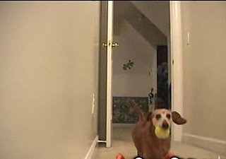 Latchkey Pup Plays Fetch Alone