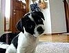 Cute Alert: Puppy Is Confused by Whistling