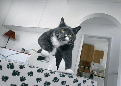 Mrs. Moggs Cat Calendar
