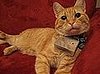 Introducing: Cooper, Cat Photographer