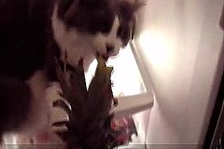Cat Loves Pineapples