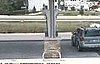 Man's Car Rolls Into Swamp While He Is at the Gas Station