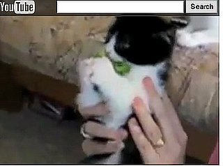 Cute Alert: Kitten Loves Broccoli