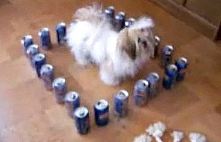 Dog Trapped in Fortress of Cans