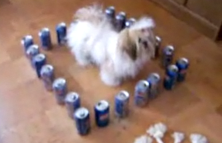 Dog Trapped in Fortress of Cans