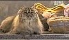 A Handbag Made of Pet Fur: Cute or Creepy?