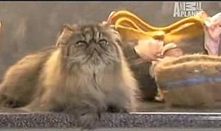 A Handbag Made of Pet Fur: Cute or Creepy?