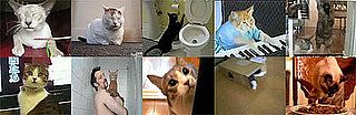 GiggleSugar's Best Cat Videos of 2008