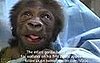 Baby Gorilla Is Freaky Cute